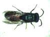 Chrysis terminata